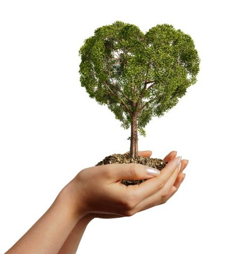 Woman's hands holding soil with a tree heart shaped.