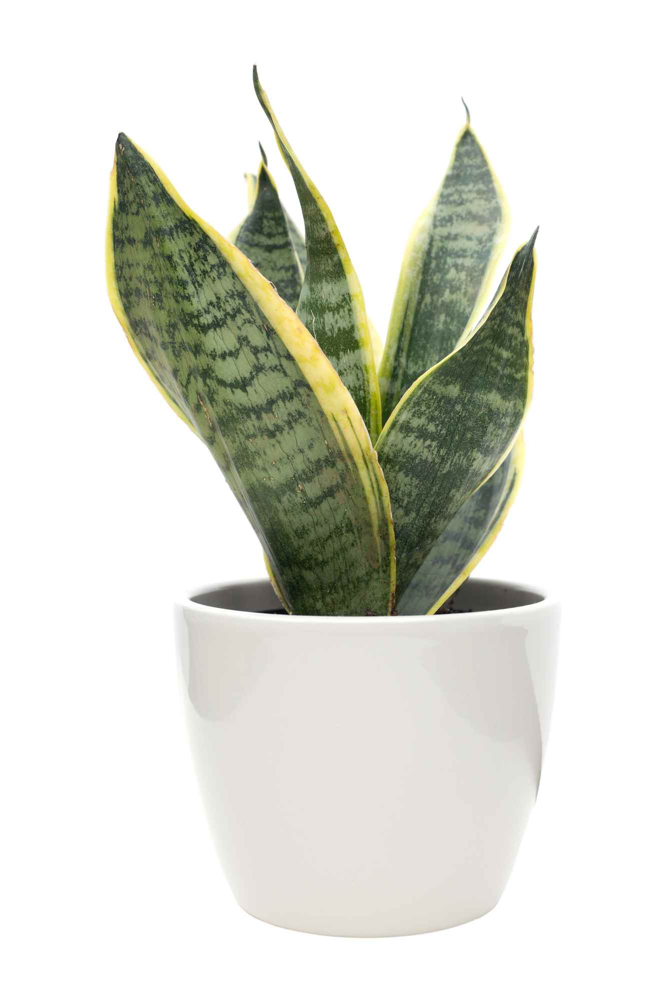 Snake plant - Indoor plants perth