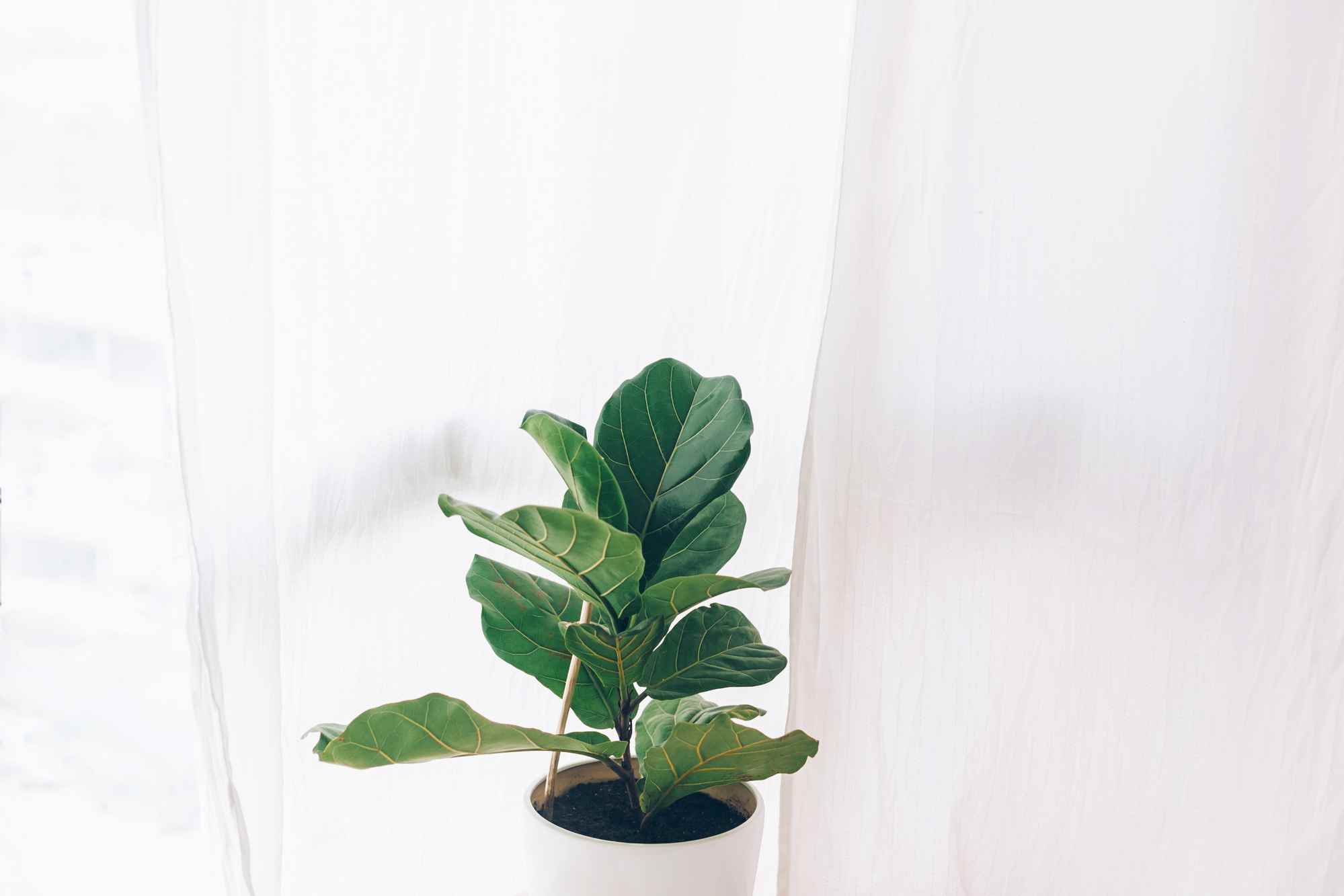 fiddle leaf fig - Indoor plants perth