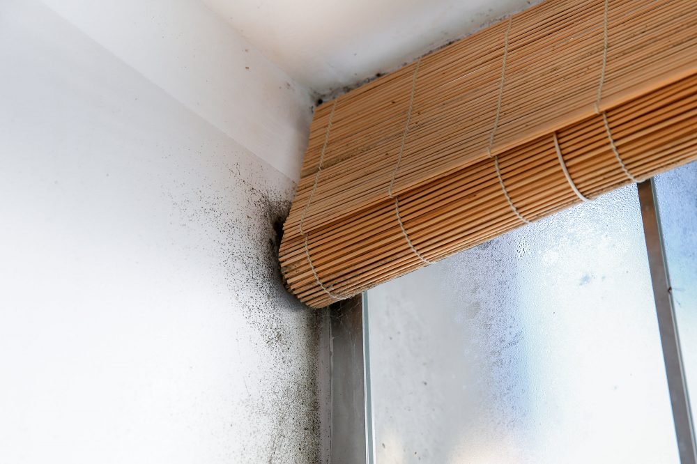 Image of mould in the corner of a wall by a blind