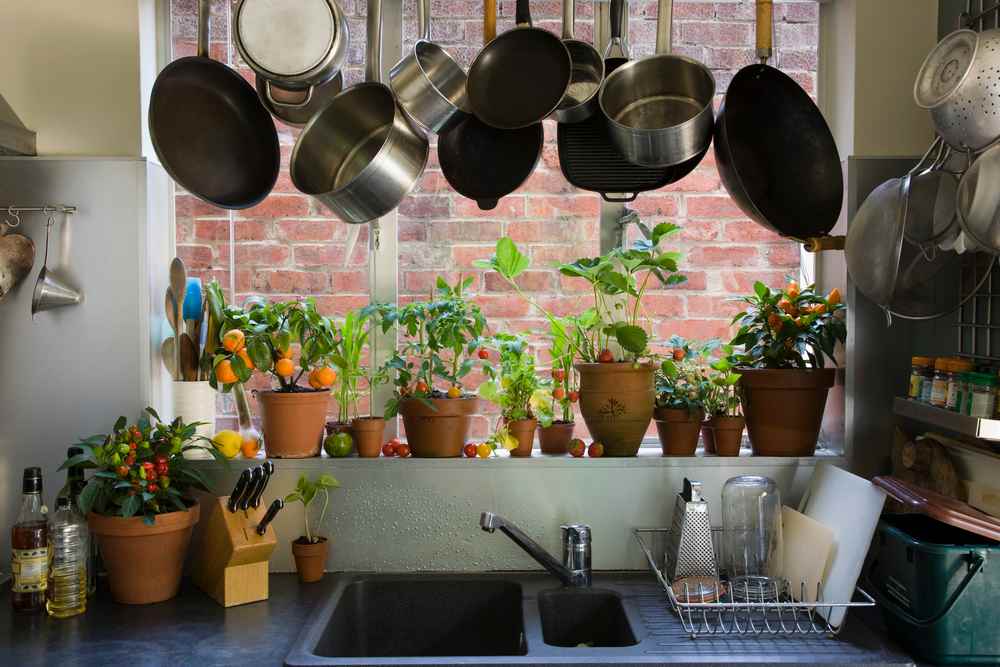 kitchen sill house plants - Indoor plants perth