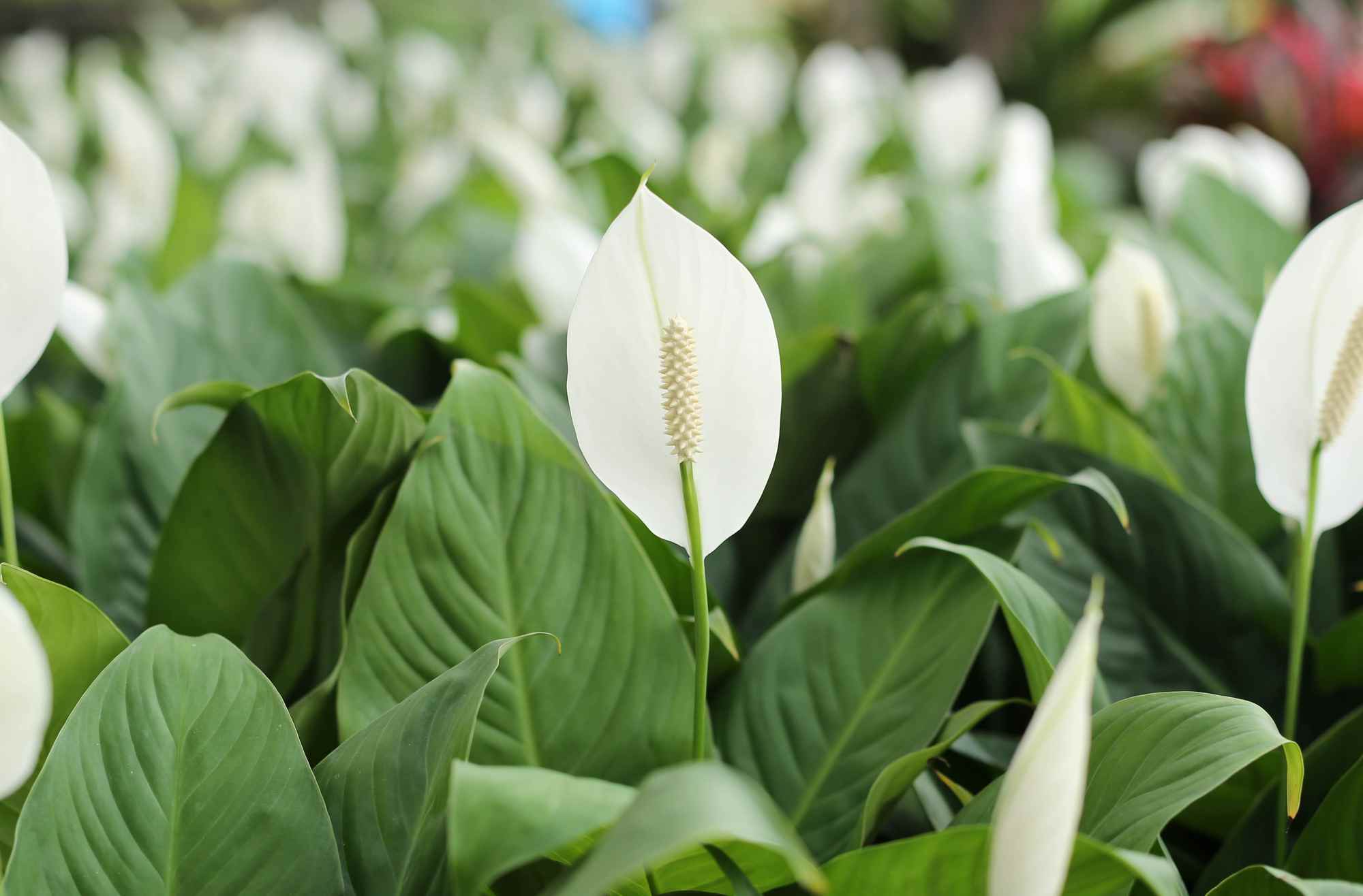 peace lily - Indoor plants perth