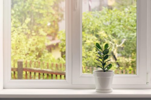 Pot plant on window sill with a view of greenery out of the window.