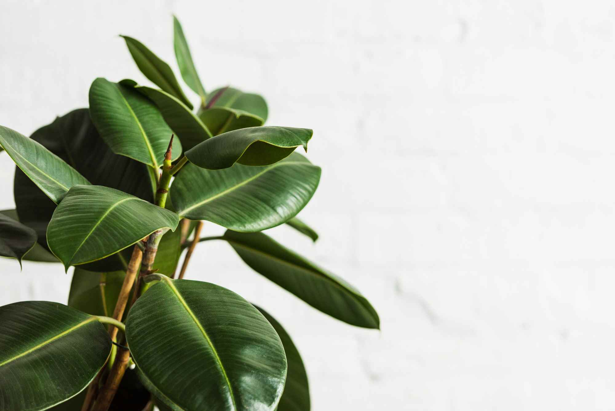 rubber plant - Indoor plants perth